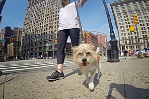 Google employee taking a shelter dog for a walk as part of GoogleServe program