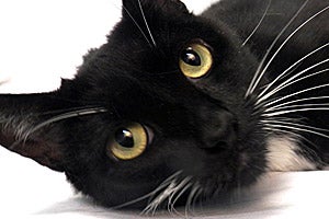 Nona the tuxedo cat from Blue Mountain Humane Society