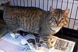 Cookie the community (stray) cat from Safe House Animal Rescue League