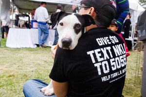 Daisy the pit bull from the NKLA Pet Adoption Center in West Los Angeles at an adoption event