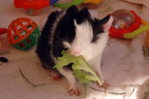 Guinea pig baby eating lettuce