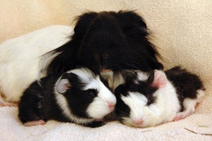 Guinea pig babies with their mom