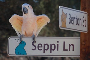 Seppi the Moluccan cockatoo on the Seppi Lane sign at Best Friends Animal Sanctuary