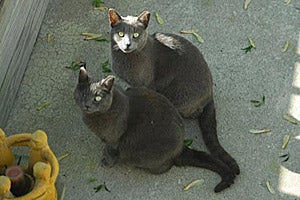 Simon and Gemini, two grey feral cats, from Safe House Animal Rescue League