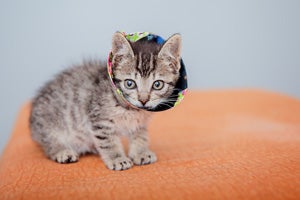 Zafar the silver tabby kitten had surgery to fix his injured mouth. Here is is wearing his e-collar.
