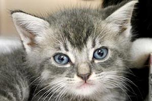 Hailey the kitten from a shelter in Jacksonville, Florida
