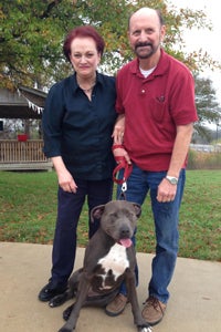 Levi the gray pit bull with his new family