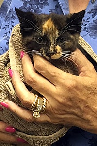 Gigi the kitten at Animal Ark Rescue