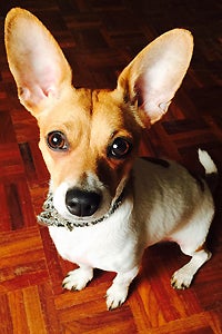 Poppy the adoptable dog with big ears from Lucky Puppy Rescue & Retail