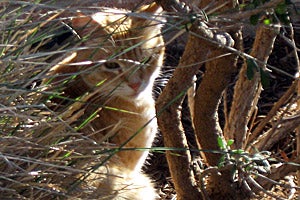 San Antonio community (feral) cat