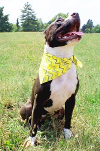 Gertie the pit bull who can be adopted from Saving Sunny in Louisville, Kentucky