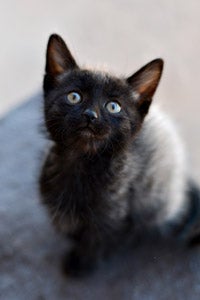 Ashby the black kitten