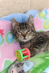Cotton the tabby kitten with a toy