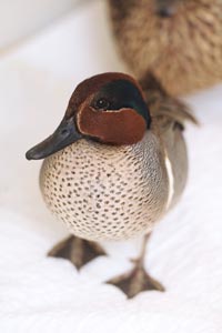 Teal duck with wing injury gets rehabilitated at Best Friends