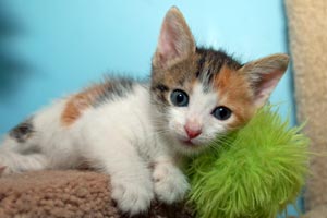 Micah, a calico kitten from the litter that was abandoned in the trash