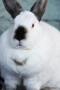 Trixie the chubby bunny