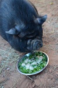 Sammy the pig eats healthier now