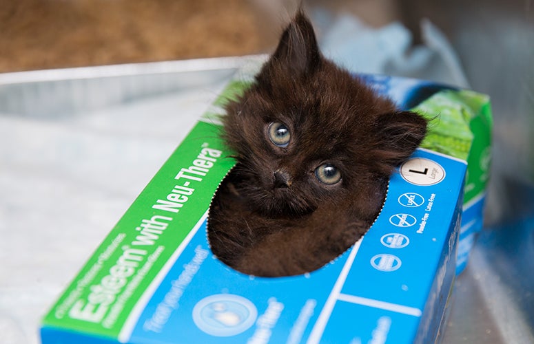 Black kitten in tissue box