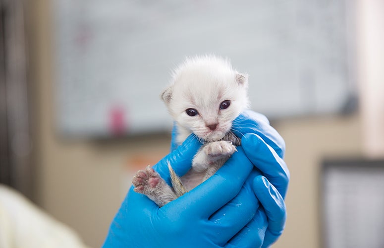 Super tiny white kitten