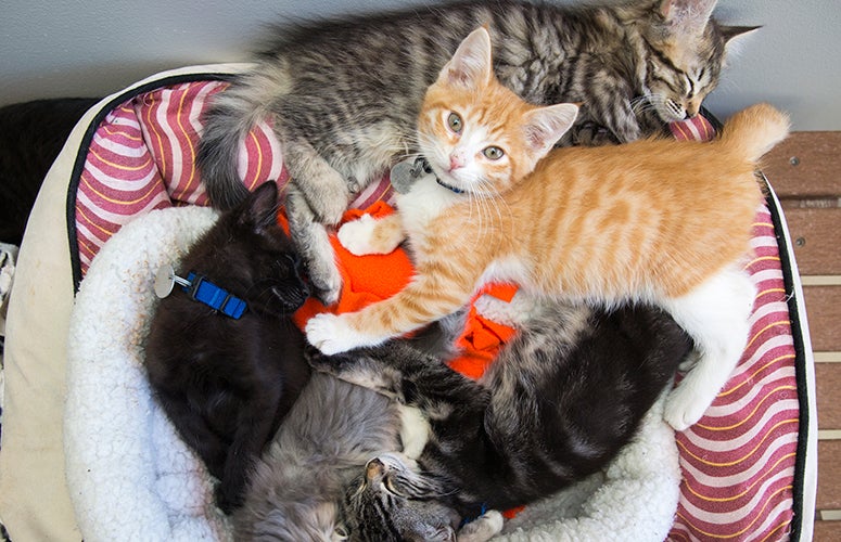 Kitten pile of assorted colors