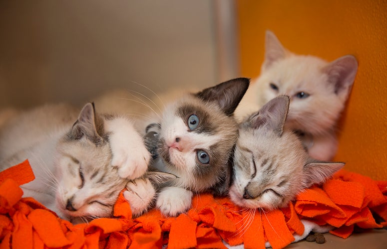 Siamese kitten pile