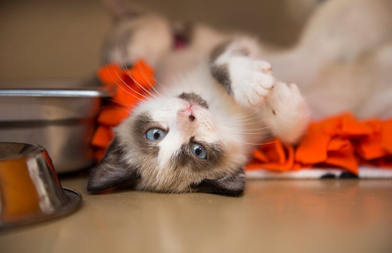 upside down Siamese kitten