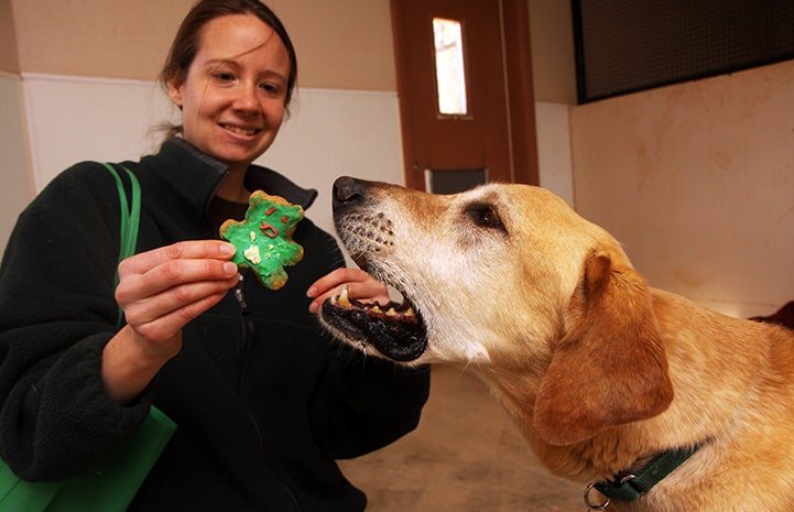 Dog eating a Christmas cookie