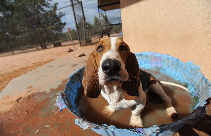 Basset hound sitting in a kiddie pool