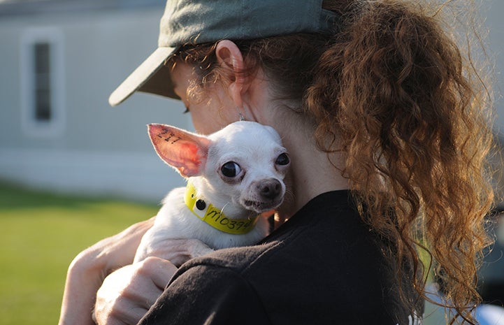 Chihuahua being rescued from a puppy mill