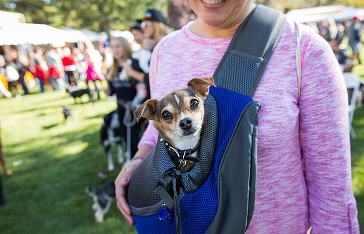 Small dog being carried at Strut Your Mutt