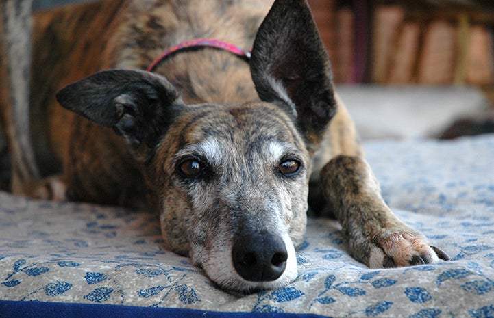 Greyhound lying down on a bed