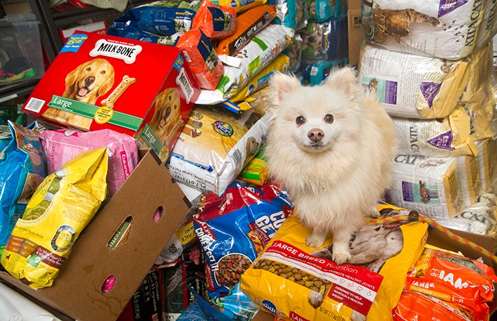 Pomeranian dog on huge pile of dog food