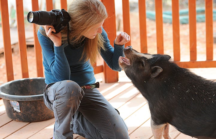 Woman photographer with a potbellied pig