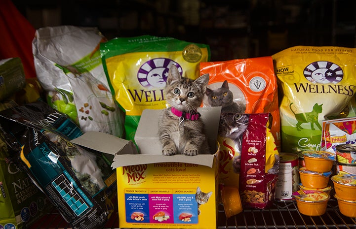 Tabby kitten in front of a bunch of cat food donations