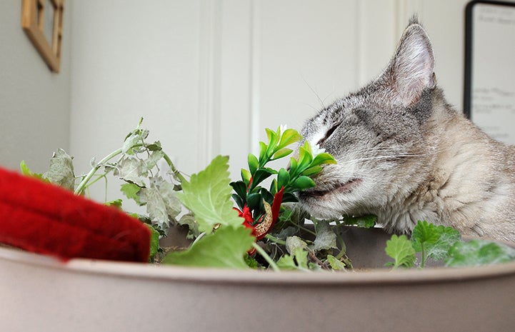 Siamese cat sniffing some holly