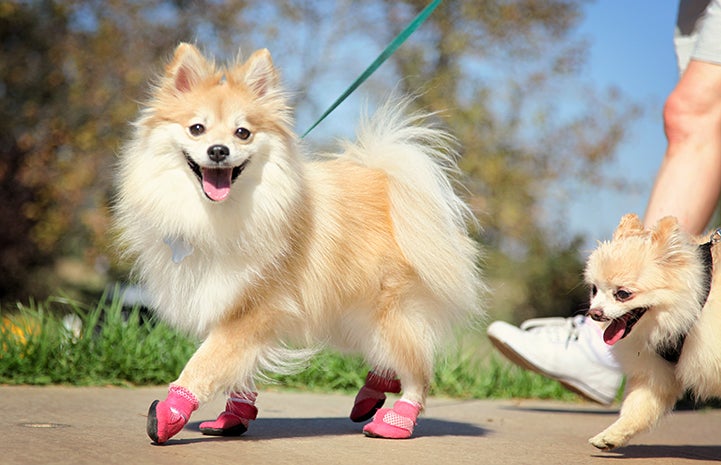 Walking Pomeranian wearing pink booties at Strut Your Mutt