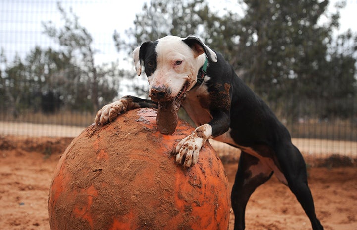 Pit bull dog playing with a giant ball