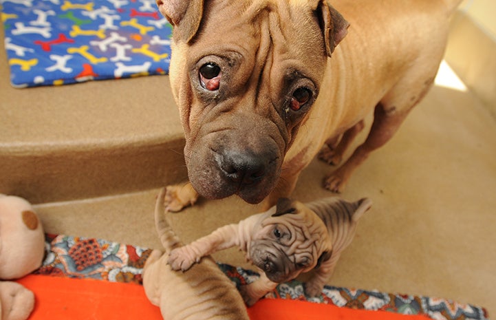 Shar pei mamma dog with her puppies