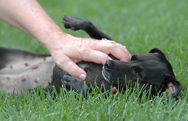 Small black dog getting a belly rub