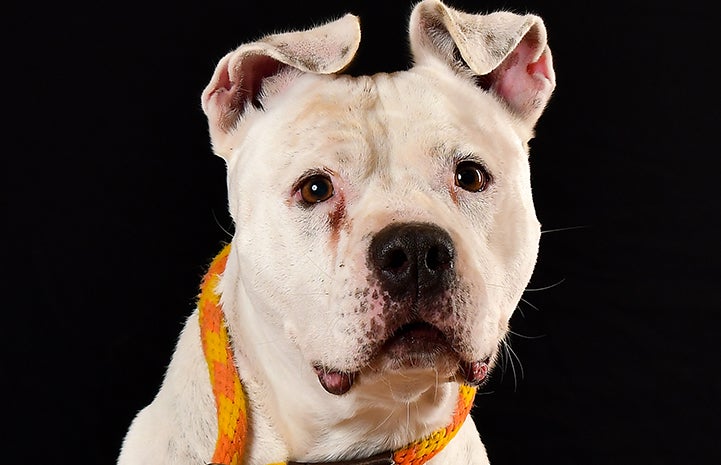 Nico the white dog is available for adoption from Williamson County Regional Animal Shelter.