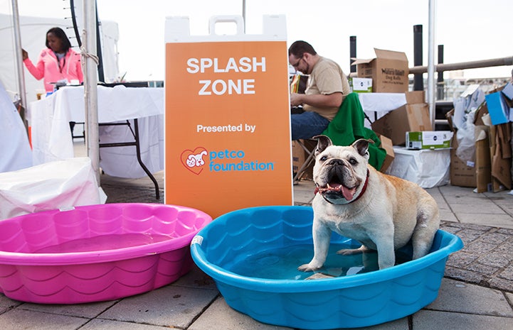 English bulldog in a pool at Strut Your Mutt