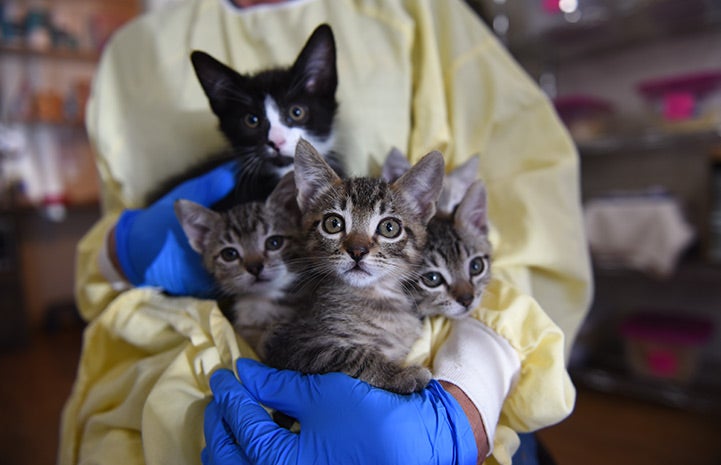 Litter of kittens being held