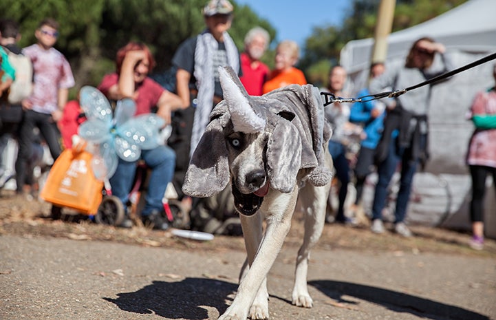 Dog wearing an elephant costume at Strut Your Mutt