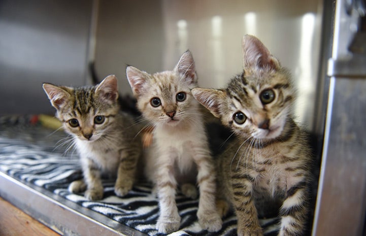 Litter of three brown tabby kittens