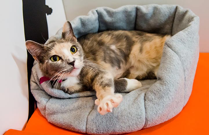 Reina the calico cat in a bed