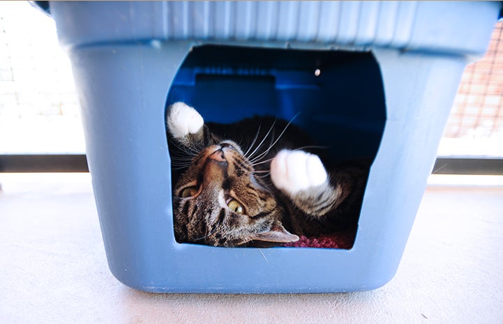 Bo the tabby cat playing in a container