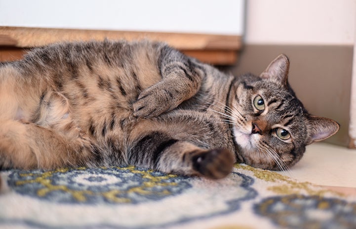 Lola the tabby cat lying on her side