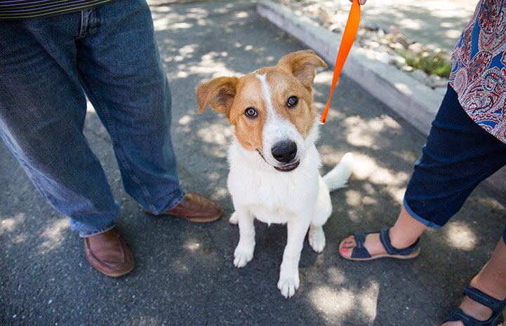 Harvey the dog on a leash