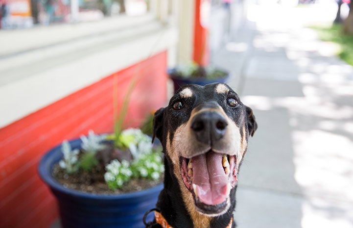 PAGO recommends to families looking for housing without breed restrictions