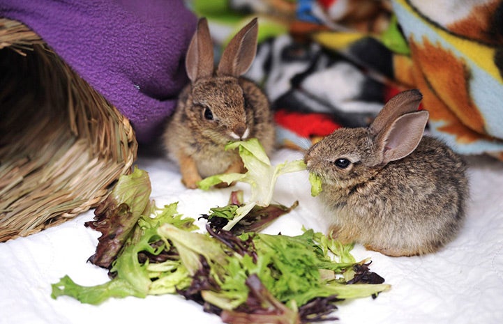 Baby cottontails eating lettuce